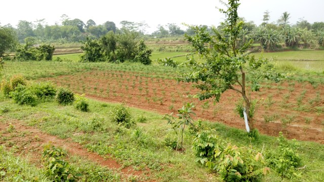 Perkebunan Cabai Pemprov DKI di Desa Ciangir. (Foto: Ela Nurlaela/kumparan)
