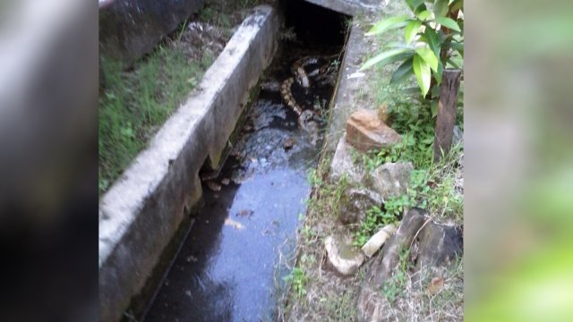 Penemuan Ular Besar di selokan Perum Depdikbud. (Foto: Dok. PPSU Pejaten Barat)