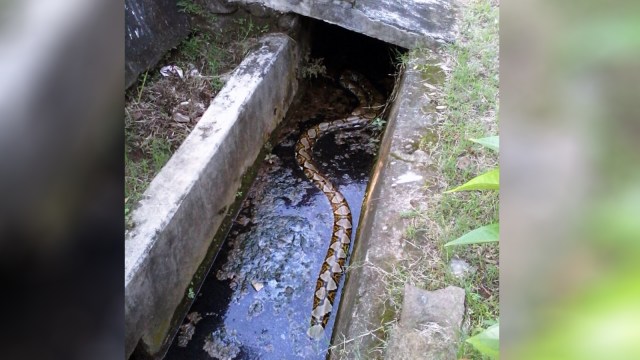 Penemuan Ular Besar selokan Perum Depdikbud. (Foto: Dok. PPSU Pejaten Barat)