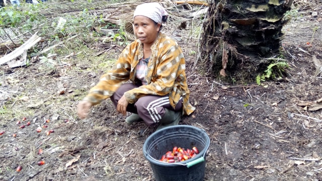 Kelapa sawit di kebun Sawindo Kencana. (Foto: Marcia Audita/kumparan)