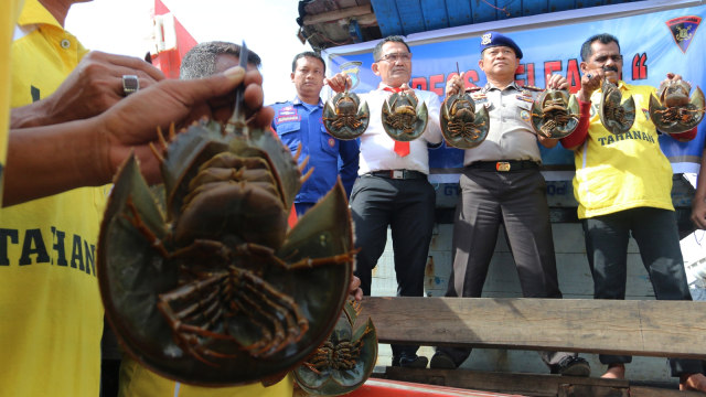 Belangkas yang akan diselundupkan (Foto: ANTARA FOTO/Irsan Mulyadi)