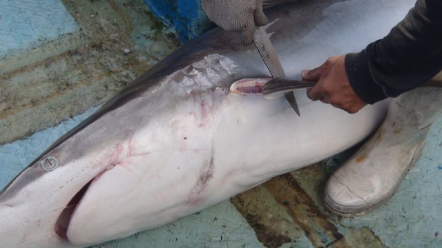 Ilustrasi sirip hiu yang dipotong (Foto: wwf.or.id)