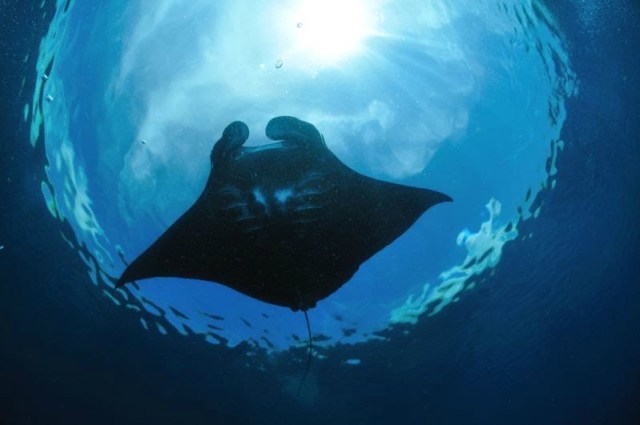 12 Wisata di Derawan yang Membuat Derawan Beda dari Destinasi Lain (45199)