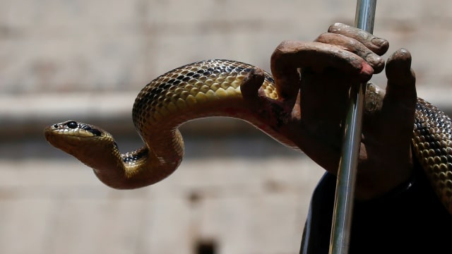 Ilustrasi ular Foto: Reuters/Tony Gentile