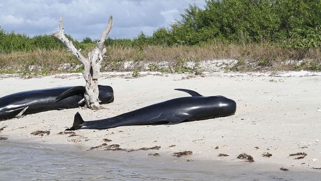 Ikan paus Pilot terdampar (Foto: Wikimedia Commons)