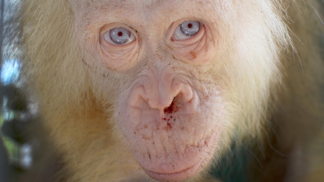 Orang Utan Albino di Kalimantan. (Foto: REUTERS/BOSF/Indrayana via REUTERS)