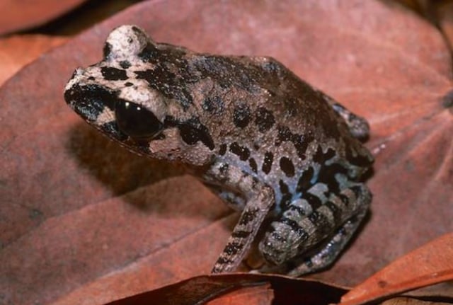 Katak mini Leptobrachium ingeri. (Foto: frogsofborneo.org)