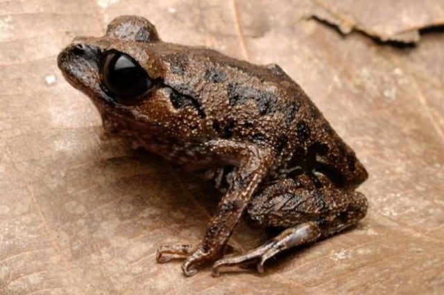 Katak mini Leptobrachium ingeri. (Foto: frogsofborneo.org)