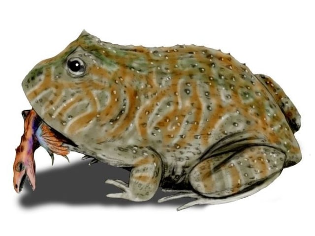 Katak setan. (Foto: Wikimedia Commons)