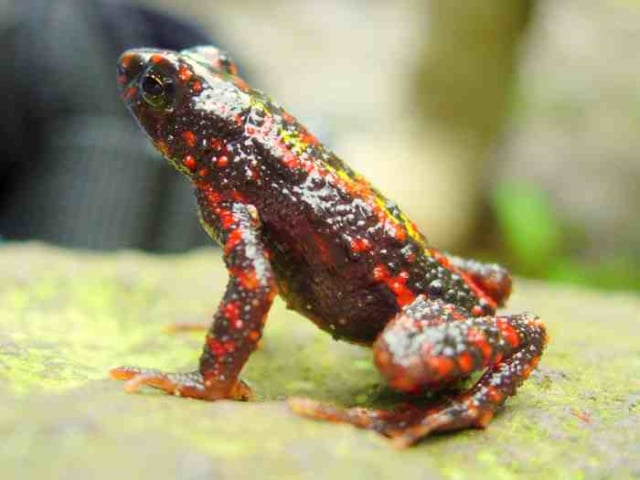 Kodok-merah.  (Foto: almendah.org)