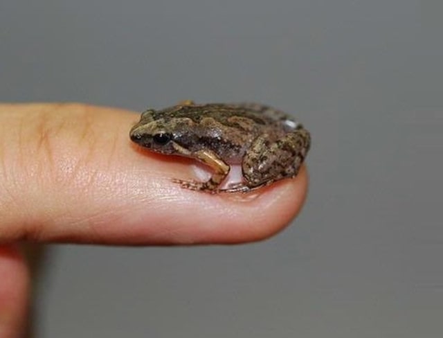 Katak mini di Bali. (Foto: Dok. Amir Hamidy)