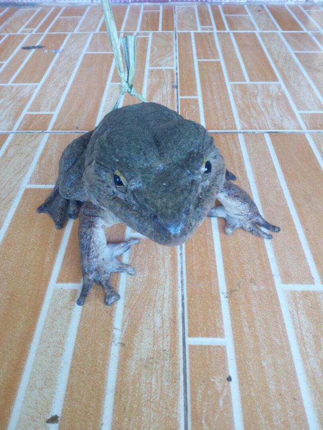 Katak 'raksasa' dari Enrekang. (Foto: Dok. Darussalam)