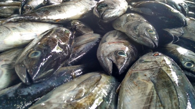 Ikan Tuna di Laut Bone (Foto: Dok. Ketua LSM Yayasan Mattirotasi)