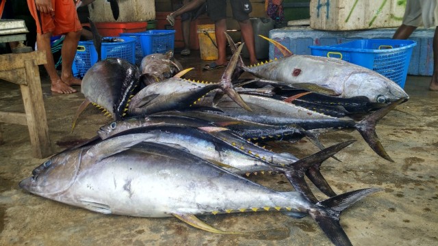 Ikan Tuna di Laut Bone (Foto: Dok. Ketua LSM Yayasan Mattirotasi)