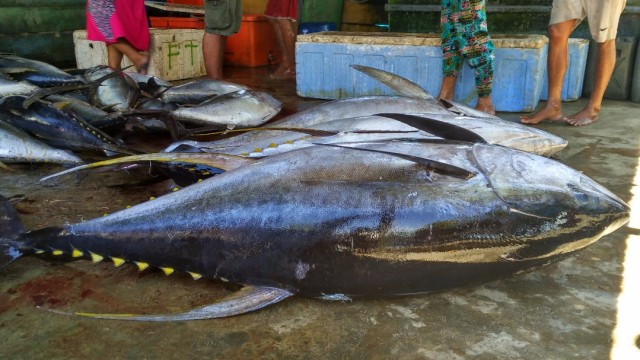 Wujud Ikan Tuna Raksasa Sebesar Manusia Yang Ditangkap Nelayan Bone Kumparan Com