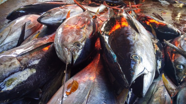 Ikan Tuna di Laut Bone (Foto: Dok. Ketua LSM Yayasan Mattirotasi)