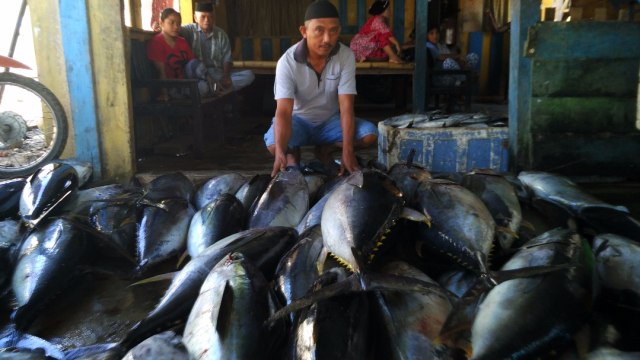 Ikan Tuna di Laut Bone (Foto: Dok. Ketua LSM Yayasan Mattirotasi)