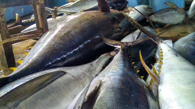 Ikan Tuna di Laut Bone (Foto: Dok. Ketua LSM Yayasan Mattirotasi)