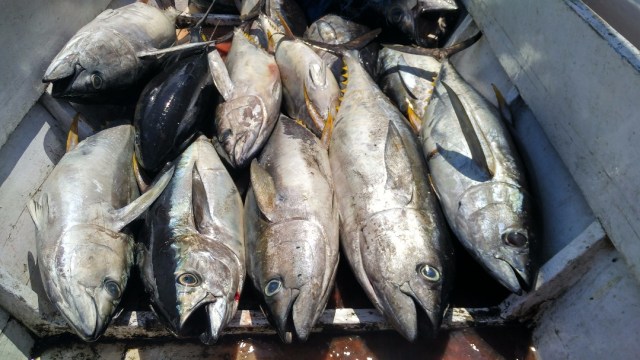 Ikan Tuna di Laut Bone (Foto: Dok. Ketua LSM Yayasan Mattirotasi)