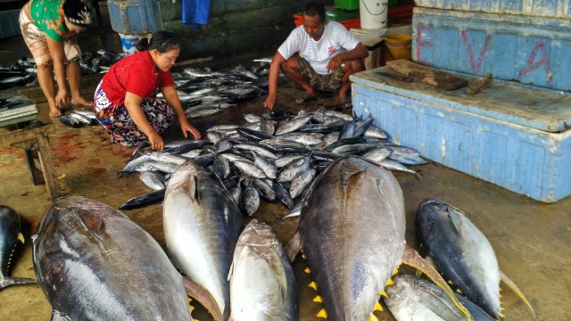 Ikan Tuna di Laut Bone (Foto: Dok. Ketua LSM Yayasan Mattirotasi)