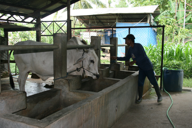 Sapi untuk menghasilkan biogas (Foto: lipi.go.id)