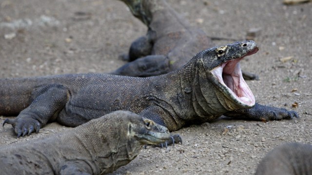 Komodo (Foto: Dita Alangkara/AP)