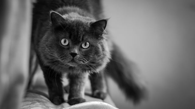 Kucing hitam. (Foto: Pixabay)
