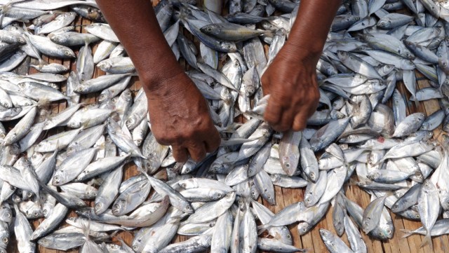 Penjemuran ikan asin Muara Angke (Foto: Fanny Kusumawardhani/kumparan)