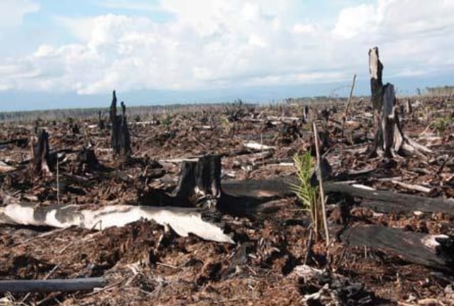  Eksploitasi Hutan  Dalam Catatan Sejarah kumparan com