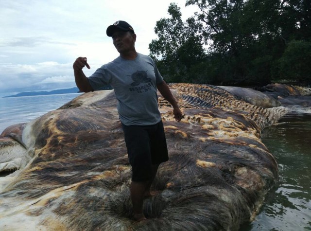 Cumi-cumi raksasa (Foto: Dok. Kodam Pattimura )