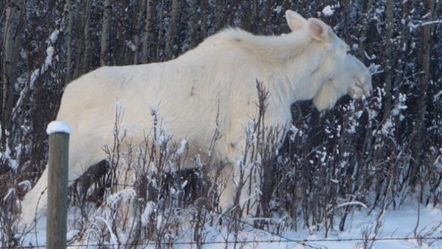 Rusa besar albino. (Foto: Flickr)