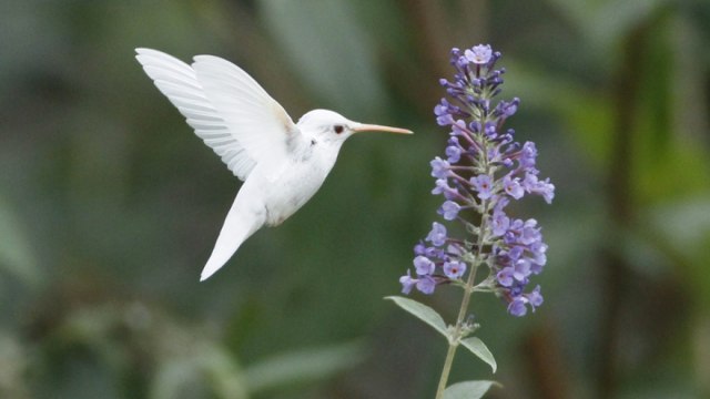 Kolibri albino. (Foto: Marlin Shank/Nature Friend Magazine)