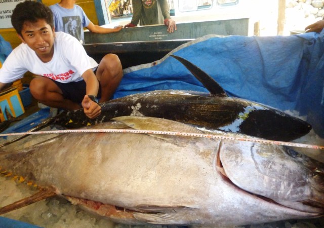 Nelayan menangkap tuna seberat 100 kg. (Foto: Istimewa)