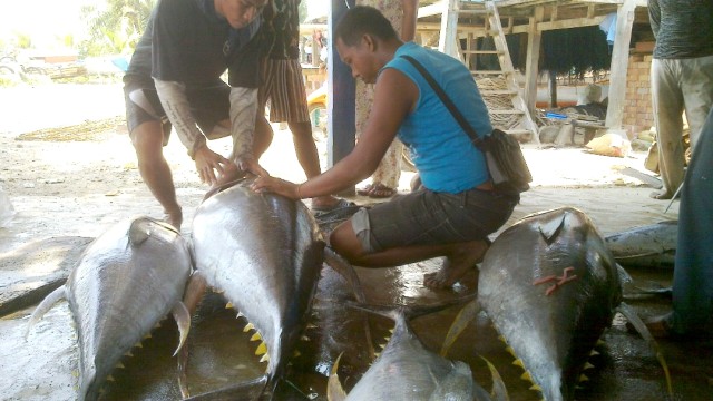 Nelayan menangkap tuna seberat 100 kg. (Foto: Istimewa)