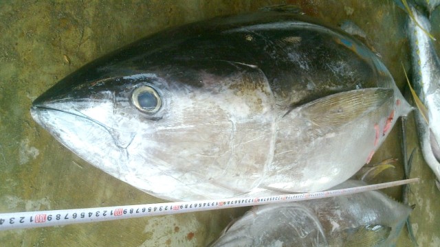 Nelayan menangkap tuna seberat 100 kg. (Foto: Istimewa)