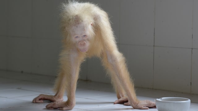 Orang Utan Albino. (Foto: Antara/BOS FOUNDATION-Indrayana)