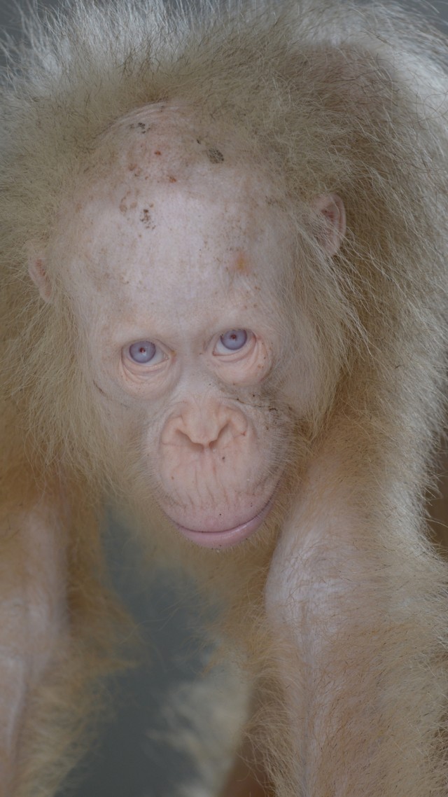 Orang Utan Albino. (Foto: Antara/BOS FOUNDATION-Indrayana)