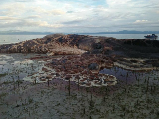 Penampakan hewan raksasa di Maluku. (Foto: Dok. Istimewa)