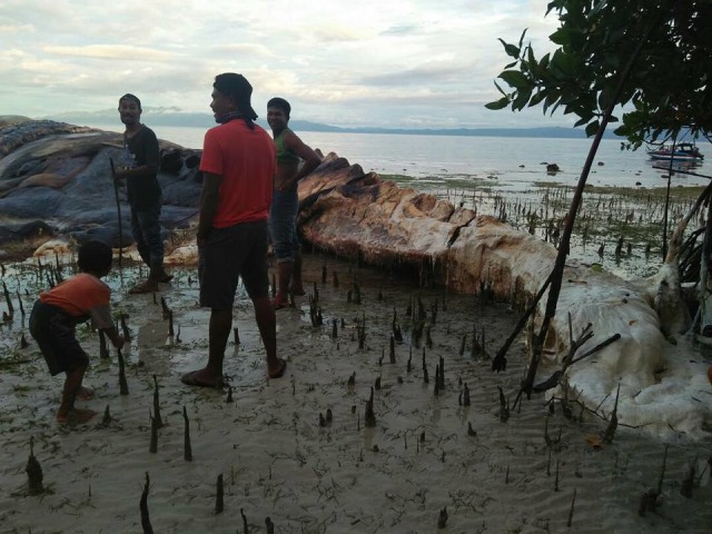 Ciri ciri Hewan  Raksasa  yang Terdampar  di  Laut  Maluku  