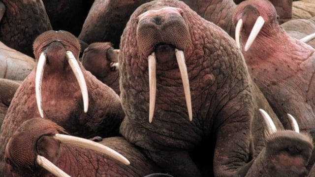 Walrus Pasifik di Alaska (Foto: Reuters)