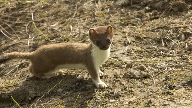 Stoat (Foto: Pixabay)