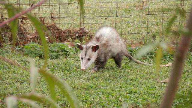 Possum (Foto: Pixabay)