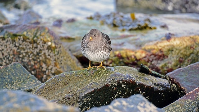 Burung Kiwi  (Foto: Pixabay)