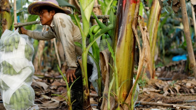 Pekerja di kebun pisang. (Foto: Reuters/Jorge Silva)