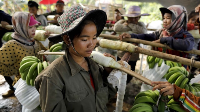 Pekerja di kebun pisang. (Foto: Reuters/Jorge Silva)