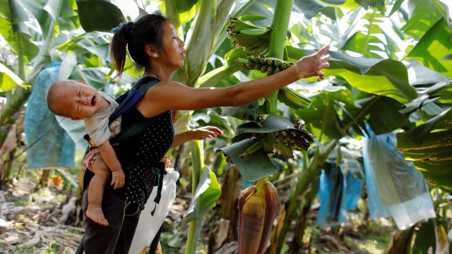 Kebun Pisang di Laos. (Foto: Reuters/Jorge Silva)