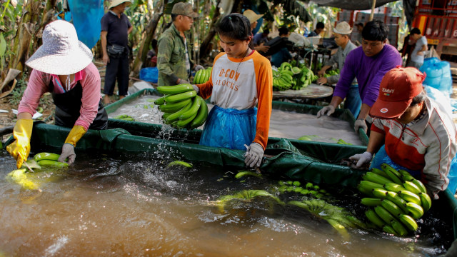 Pekerja di kebun pisang. (Foto: Reuters/Jorge Silva)