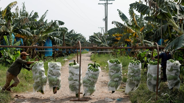 Pekerja di kebun pisang. (Foto: Reuters/Jorge Silva)