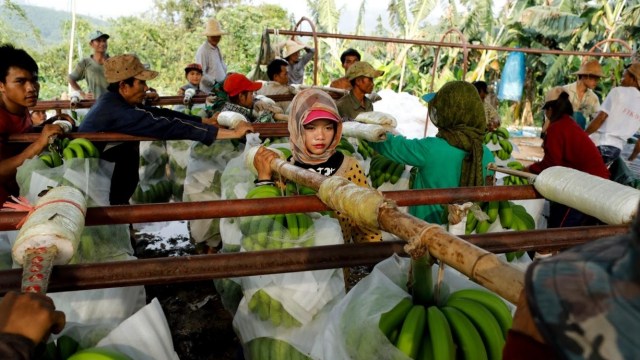 Pekerja di kebun pisang. (Foto: Reuters/Jorge Silva)