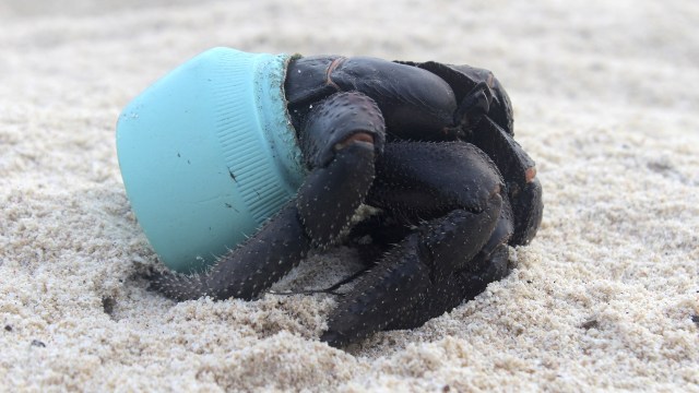 Cangkang seekor kepiting di Pulau Henderson  (Foto: AP/Jennifer Lavers)